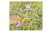 Colchicum autumnale