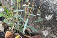 Lactuca saligna