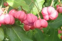 Euonymus europaeus