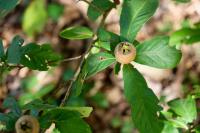 Crataegus germanica
