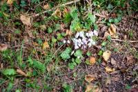Cyclamen hederifolium