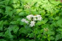 Heracleum sphondylium