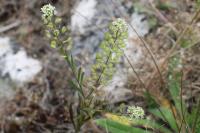Lepidium virginicum