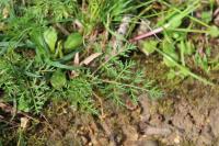 Conopodium majus