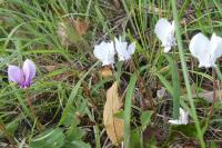 Cyclamen hederifolium