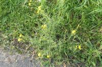 Senecio inaequidens