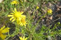 Senecio inaequidens