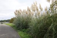 Cortaderia selloana