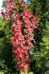 Parthenocissus quinquefolia