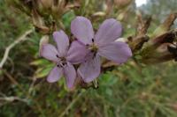 Saponaria officinalis