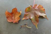 Parthenocissus tricuspidata