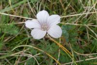 Linum appressum