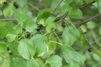 Rhamnus cathartica