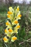 Linaria vulgaris