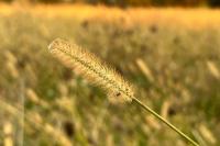 Setaria pumila