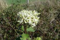 Cornus sanguinea