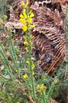 Ulex minor