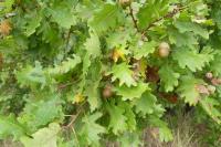 Quercus petraea