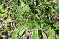 Epilobium tetragonum