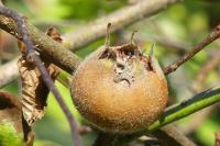 Crataegus germanica