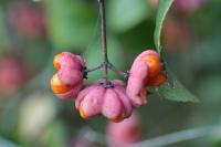 Euonymus europaeus