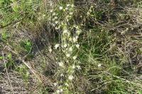 Erigeron annuus