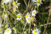 Erigeron annuus