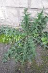 Cirsium vulgare