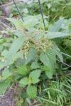 Urtica dioica