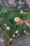 Erigeron karvinskianus
