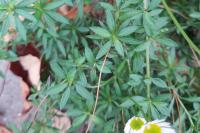 Erigeron karvinskianus