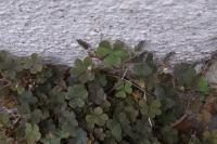 Oxalis corniculata