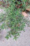 Polygonum aviculare