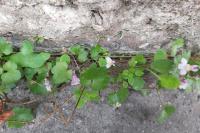 Cymbalaria muralis