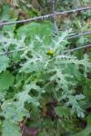 Senecio vulgaris