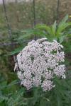 Daucus carota