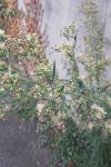Erigeron canadensis
