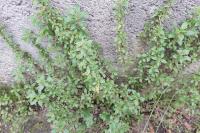 Parietaria judaica