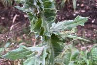 Onopordum acanthium