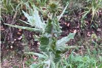 Onopordum acanthium