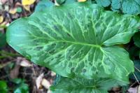 Arum maculatum