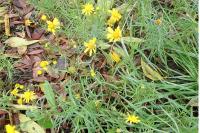 Senecio inaequidens