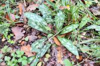 Pulmonaria