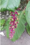 Phytolacca americana