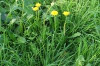 Taraxacum officinale