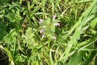 Lamium purpureum