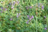 Lamium maculatum