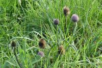 Dipsacus fullonum