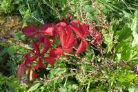 Parthenocissus inserta