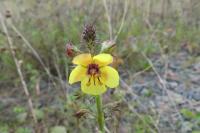 Verbascum blattaria